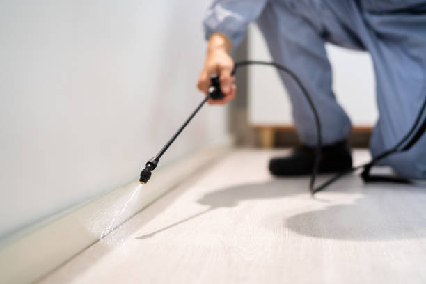 Licensed Rodent Control service in Mount Gay-Shamrock, WV - Nex Pest Control
