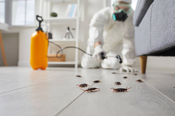 Trusted Rodent Control service in Mount Gay-Shamrock, WV - Nex Pest Control